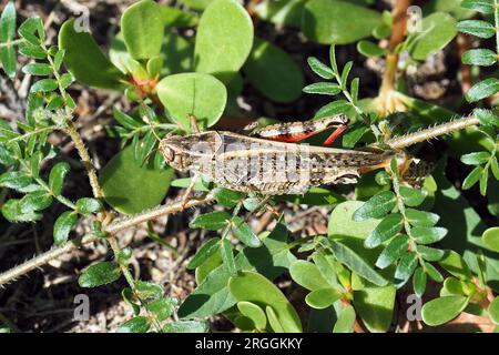 Criquet italien, Calliptamus italicus, olaszsáska, Budapest, Hongrie, Magyarország, Europe Banque D'Images