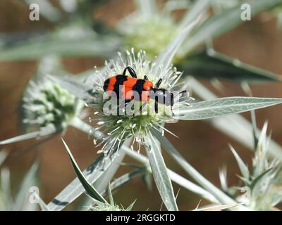 Beetle, Gemeiner Bienenkäfer, Immenkäfer, Immenwolf, Bienenwolf, clairon des abeilles, Trichodes apiarius, szalagos méhészbogár, Hongrie Banque D'Images