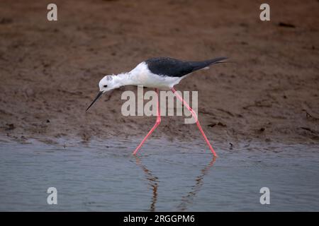 Échopette ailée noire Himantopus himantopus se nourrissant activement à la réserve naturelle de Frampton Marsh RSPB, Frampton, Boston, Lincolnshire, Royaume-Uni Banque D'Images