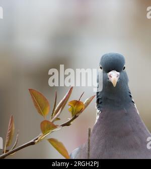 Le pigeon de bois regarde au-dessus de la balustrade du balcon Banque D'Images