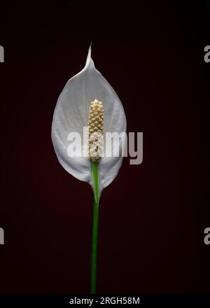 Fleur blanche d'Anthurium sur un fond sombre. Gros plan. Banque D'Images