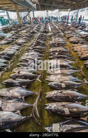 Pèlerinage de Kumano kodo. Marché aux poissons. Du thon. Port de pêche. Katsuura. Nakahechi itinéraire. La préfecture de Wakayama. La péninsule de Kii. Région du Kansai. Hons Banque D'Images