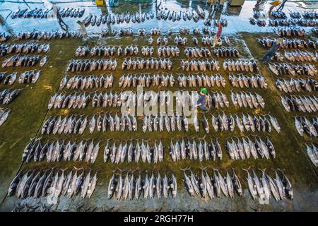 Pèlerinage de Kumano kodo. Marché aux poissons. Du thon. Port de pêche. Katsuura. Nakahechi itinéraire. La préfecture de Wakayama. La péninsule de Kii. Région du Kansai. Hons Banque D'Images