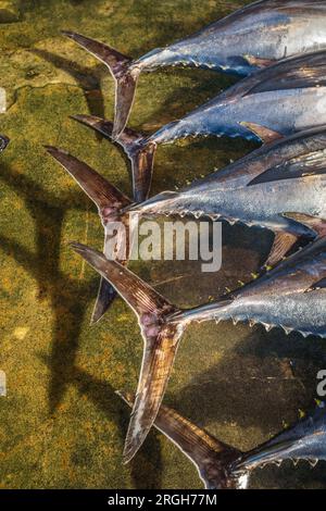 Pèlerinage de Kumano kodo. Marché aux poissons. Du thon. Port de pêche. Katsuura. Nakahechi itinéraire. La préfecture de Wakayama. La péninsule de Kii. Région du Kansai. Hons Banque D'Images