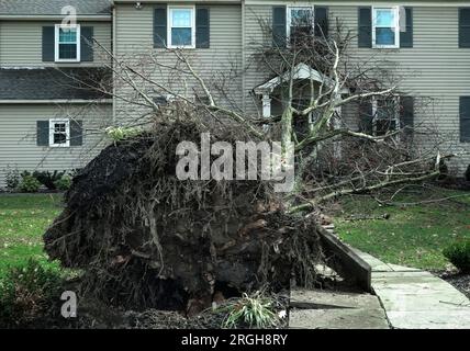 Un arbre déraciné pendant une tempête cause des dommages à une maison. Banque D'Images