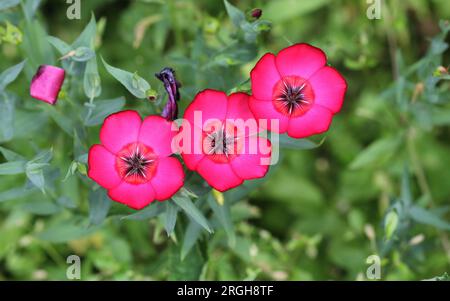 Les fleurs frappantes de Linum grandiflorum rubrum Scarlet Flax Banque D'Images