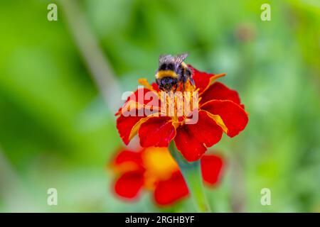 Le bourdon se nourrit de nectar de fleur de Marigold rouge pendant la pollinisation estivale. Insecte recouvert de grains de pollen jaunes. Wicklow, Irlande Banque D'Images