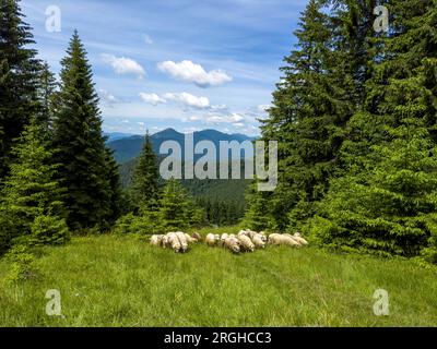 Troupeau de moutons broutent sur le champ vert sous le ciel clair sur la montagne Banque D'Images