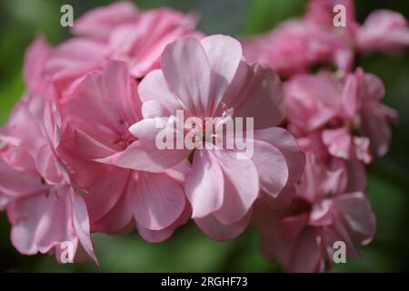 Fleurs de pélargonium rose en gros plan. Géranium de jardin. Plante à fleurs en pot Banque D'Images