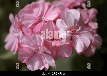 Géranium de jardin. Fleurs de pélargonium rose en gros plan. Plante à fleurs en pot Banque D'Images