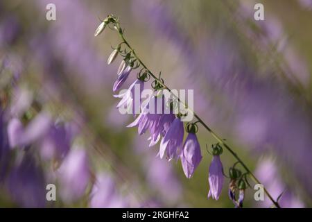 Wild Bellflowers. Campanula medium. Fleur violette florissante de cloches dans la nature (Campanula bononiensis) fleurissent parmi les herbes Banque D'Images