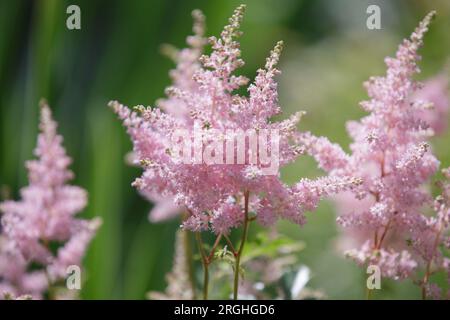 Astilbe ou fausse barbe de chèvre et fausse spirée. Inflorescences duveteuses délicates, mise au point sélective. Fleur rose astilbe fleurit en été dans le jardin Banque D'Images