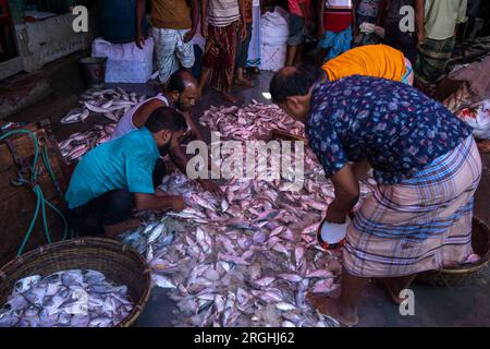 Les poissons Hilsa sont vendus à la station de débarquement de poissons Station Alipur sur la rive de la rivière Shibbaria. C'est le plus grand centre de débarquement de poissons dans le sud Banque D'Images