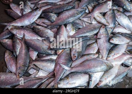 Les poissons Hilsa sont vendus à la station de débarquement de poissons Station Alipur sur la rive de la rivière Shibbaria. C'est le plus grand centre de débarquement de poissons dans le sud Banque D'Images