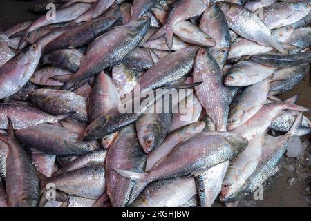 Les poissons Hilsa sont vendus à la station de débarquement de poissons Station Alipur sur la rive de la rivière Shibbaria. C'est le plus grand centre de débarquement de poissons dans le sud Banque D'Images