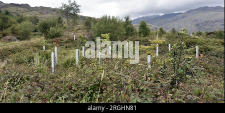 Août 2023. Foresterie l'Angleterre restaure Hardknot Forest, une plantation de conifères de 630 hectares dans le cours supérieur de la vallée de Duddon dans le Lake District, Cumbria, Royaume-Uni. L'objectif est de restaurer les forêts indigènes de chênes et de bouleaux, les tourbières, les bruyères et les prairies. Banque D'Images