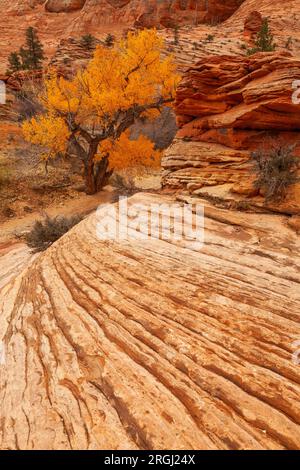 Arbre généalogique de peupliers en automne, Zion National Park, Utah Banque D'Images