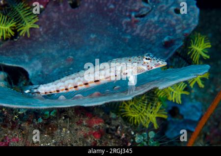 Sandperch femelle en treillis, Parapercis clathrata, sur éponge à l'oreille d'éléphant, Ianthella basta, site de plongée de Batu Kapal, détroit de Lembeh, Sulawesi, Indonésie Banque D'Images