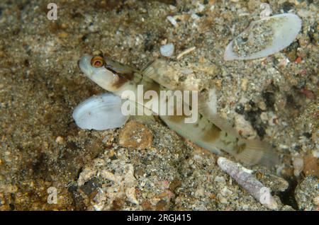 Shrimpgoby masqué, Amblyeleotris gymnocephala, à l'entrée du trou, site de plongée Serena Besar, détroit de Lembeh, Sulawesi, Indonésie Banque D'Images