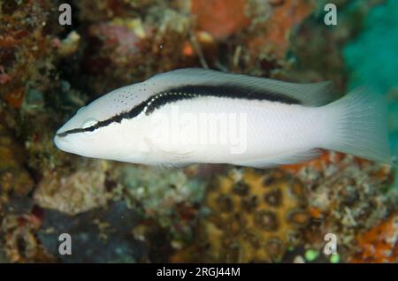 Bandit Dottyback, Pseudochromis perspicillatus, site de plongée de Sebayor Kecil, entre les îles Komodo et Flores, Parc National de Komodo, Indonésie Banque D'Images