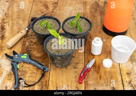 Les petites plantes de trompette d'Ange dans des pots en plastique Banque D'Images