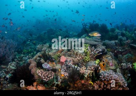 Blacktail Snapper, Lutjanus fulvus, parmi groupe de poissons dans le jardin de corail, site de plongée Cannibal Rock, Horseshoe Bay, Nusa Kode, Rinca Island, Komodo NAT Banque D'Images