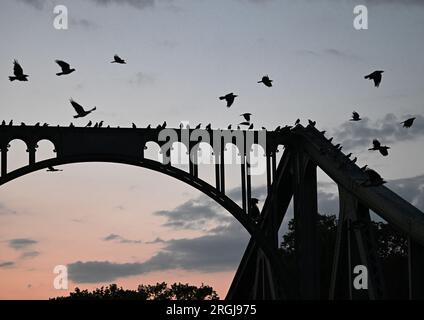 Potsdam, Allemagne. 10 août 2023. Les corbeaux sont assis sur le pont Glienicke peu avant le lever du soleil. Le pont à la frontière de la ville entre Potsdam et Berlin est un symbole pour surmonter la division entre l'est et l'Ouest. De nombreux événements commémorent également la construction du mur et de la division allemande cette année le 13 août. Crédit : Soeren Stache/dpa/Alamy Live News Banque D'Images