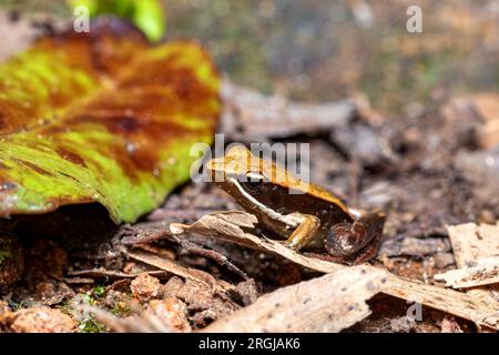 Petite grenouille endémique Mantella brune (Mantidactylus melanopleura), espèce de petite grenouille de la famille des Mantellidae. Parc national d'Andasibe-Mantadia. Mada Banque D'Images