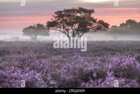 HILVERSUM - le Westerheide près de Hilversum devient violet. Les landes fleurissent plus tôt que d'habitude cette année. ANP JEFFREY GROENEWEG pays-bas sorti - belgique sorti Banque D'Images