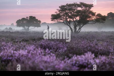 HILVERSUM - le Westerheide près de Hilversum devient violet. Les landes fleurissent plus tôt que d'habitude cette année. ANP JEFFREY GROENEWEG pays-bas sorti - belgique sorti Banque D'Images