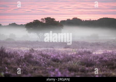 HILVERSUM - le Westerheide près de Hilversum devient violet. Les landes fleurissent plus tôt que d'habitude cette année. ANP JEFFREY GROENEWEG pays-bas sorti - belgique sorti Banque D'Images