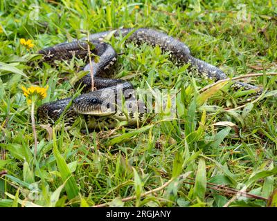 Sanzinia madagascariensis, également connu sous le nom de boa arbre malgache ou boa arbre de Madagascar, grand serpent étrangleur endémique non venimeux. Analamazaotra Nationa Banque D'Images