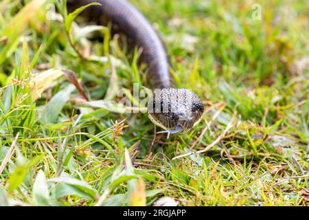 Sanzinia madagascariensis, également connu sous le nom de boa arbre malgache ou boa arbre de Madagascar, grand serpent étrangleur endémique non venimeux. Analamazaotra Nationa Banque D'Images