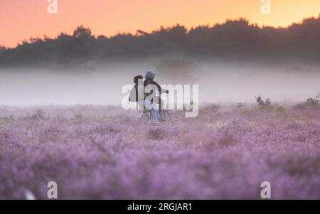 HILVERSUM - le Westerheide près de Hilversum devient violet. Les landes fleurissent plus tôt que d'habitude cette année. ANP JEFFREY GROENEWEG pays-bas sorti - belgique sorti Banque D'Images