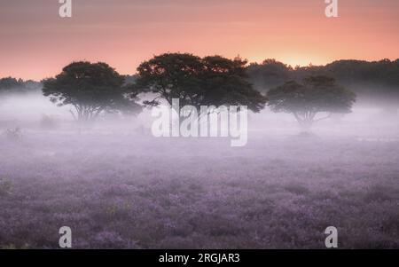 HILVERSUM - le Westerheide près de Hilversum devient violet. Les landes fleurissent plus tôt que d'habitude cette année. ANP JEFFREY GROENEWEG pays-bas sorti - belgique sorti Banque D'Images