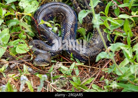 Sanzinia madagascariensis, également connu sous le nom de boa arbre malgache ou boa arbre de Madagascar, grand serpent étrangleur endémique non venimeux. Analamazaotra Nationa Banque D'Images