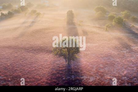 HILVERSUM - Drone image du Westerheide violet près de Hilversum. Les landes fleurissent plus tôt que d'habitude cette année. ANP JEFFREY GROENEWEG pays-bas sorti - belgique sorti Banque D'Images