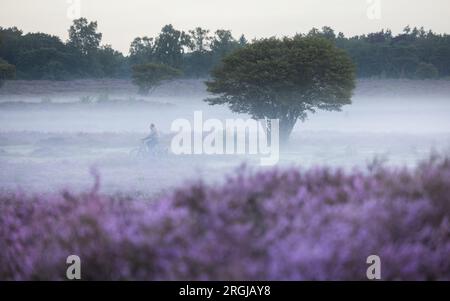 HILVERSUM - le Westerheide près de Hilversum devient violet. Les landes fleurissent plus tôt que d'habitude cette année. ANP JEFFREY GROENEWEG pays-bas sorti - belgique sorti Banque D'Images