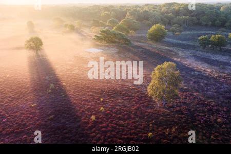 HILVERSUM - Drone image du Westerheide violet près de Hilversum. Les landes fleurissent plus tôt que d'habitude cette année. ANP JEFFREY GROENEWEG pays-bas sorti - belgique sorti Banque D'Images