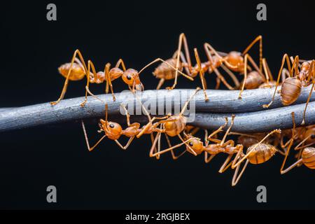 Groupe de fourmis rouges travaillant sur le fil barbelé, photo macro Weaver fourmis, travail d'équipe dans la nature et fond sombre. Banque D'Images