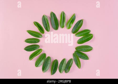 Cadre rond vert avec petites feuilles. Cadre circulaire décoratif avec des feuilles tropicales sur fond rose. Banque D'Images