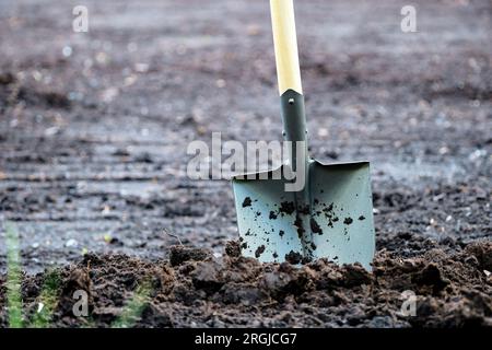 pelle sale coincée dans le sol dans le jardin. Outils et équipements de jardin. Concept de jardinage. Banque D'Images