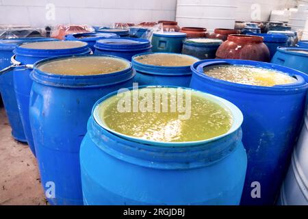 Marinade pour olives en fûts. Bandar Abbas, Iran Banque D'Images