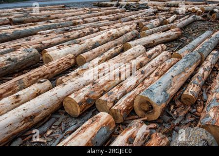 Grumes de bois de pins dans la forêt. Grumes d'arbres pour l'industrie du bois. Banque D'Images