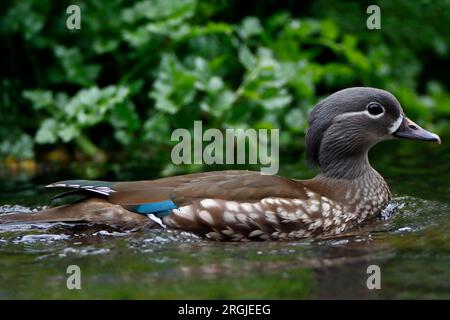 CANARD MANDARINE (Aix galericulata) gros plan d'une femme nageant dans une rivière, Royaume-Uni. Banque D'Images