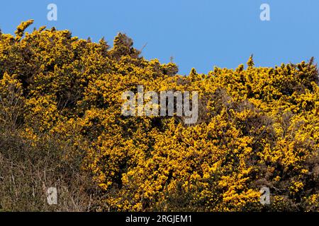 GORSE COMMUNE (Ulex europaeus) sur une colline côtière, Royaume-Uni. Banque D'Images