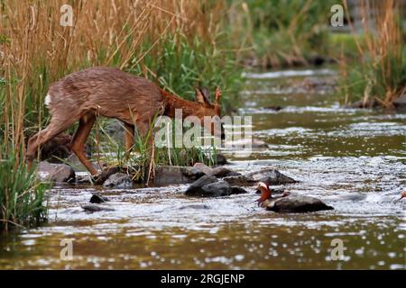 Roe DEER (Capreolus capreolus) buck traversant une rivière, Royaume-Uni. Banque D'Images