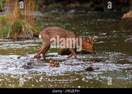 Roe DEER (Capreolus capreolus) buck traversant une rivière, Royaume-Uni. Banque D'Images