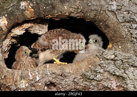 Poussins KESTREL (Falco tinnunculus) à l'entrée du nid, Royaume-Uni. Banque D'Images
