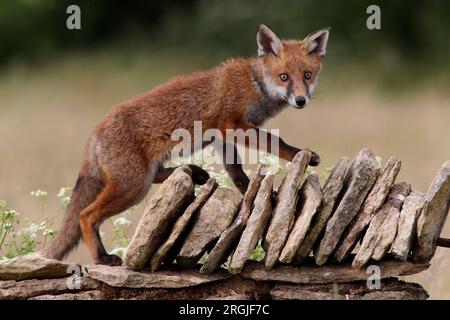 RED FOX (Vulpes vulpes) on a wall, UK. Banque D'Images